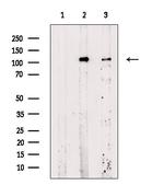 Phospho-Rb (Ser612) Antibody in Western Blot (WB)