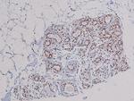 Phospho-Syndecan 4 (Ser179) Antibody in Immunohistochemistry (Paraffin) (IHC (P))