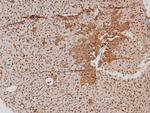 Phospho-HIC5 (Tyr60) Antibody in Immunohistochemistry (Paraffin) (IHC (P))