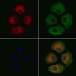 Phospho-ITGA4 (Ser1027) Antibody in Immunocytochemistry (ICC/IF)