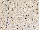 Phospho-p300 (Ser1834) Antibody in Immunohistochemistry (Paraffin) (IHC (P))