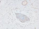 Phospho-p300 (Ser1834) Antibody in Immunohistochemistry (Paraffin) (IHC (P))