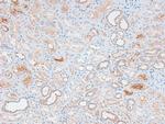 Phospho-DNA ligase IV (Thr650) Antibody in Immunohistochemistry (Paraffin) (IHC (P))