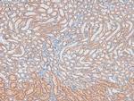 Phospho-DNA ligase IV (Thr650) Antibody in Immunohistochemistry (Paraffin) (IHC (P))