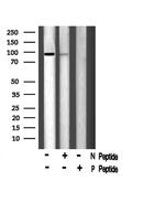 Phospho-DNA ligase IV (Thr650) Antibody in Western Blot (WB)