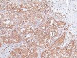 Phospho-VAMP4 (Ser30) Antibody in Immunohistochemistry (Paraffin) (IHC (P))