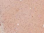 Phospho-VAMP4 (Ser30) Antibody in Immunohistochemistry (Paraffin) (IHC (P))