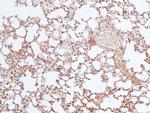 Phospho-VAMP4 (Ser30) Antibody in Immunohistochemistry (Paraffin) (IHC (P))