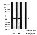 Phospho-ATF4 (Ser224) Antibody in Western Blot (WB)