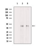 Phospho-CREB (Ser111) Antibody in Western Blot (WB)