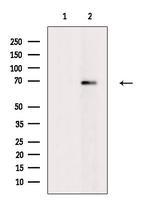 Phospho-A-Raf (Ser299) Antibody in Western Blot (WB)