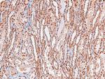 Phospho-A-Raf (Ser299) Antibody in Immunohistochemistry (Paraffin) (IHC (P))