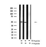 Phospho-BRK (Tyr342) Antibody in Western Blot (WB)