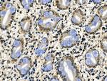 Phospho-CAMKK alpha/beta (Ser458, Ser495) Antibody in Immunohistochemistry (Paraffin) (IHC (P))