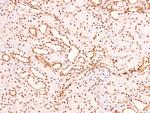 Phospho-CSK (Tyr304) Antibody in Immunohistochemistry (Paraffin) (IHC (P))