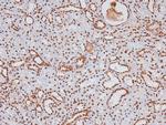 Phospho-CSK (Tyr304) Antibody in Immunohistochemistry (Paraffin) (IHC (P))