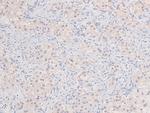 Phospho-DYRK1A/DYRK1B (Tyr321, Tyr273) Antibody in Immunohistochemistry (Paraffin) (IHC (P))