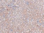 Phospho-DYRK1A/DYRK1B (Tyr321, Tyr273) Antibody in Immunohistochemistry (Paraffin) (IHC (P))