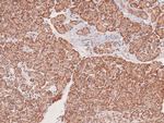 Phospho-DYRK2/DYRK4 (Tyr382, Tyr264) Antibody in Immunohistochemistry (Paraffin) (IHC (P))