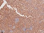 Phospho-DYRK2/DYRK4 (Tyr382, Tyr264) Antibody in Immunohistochemistry (Paraffin) (IHC (P))