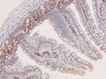 Phospho-DYRK2/DYRK4 (Tyr382, Tyr264) Antibody in Immunohistochemistry (Paraffin) (IHC (P))