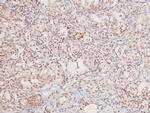 Phospho-GCN2 (Thr899) Antibody in Immunohistochemistry (Paraffin) (IHC (P))