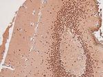 Phospho-GCN2 (Thr899) Antibody in Immunohistochemistry (Paraffin) (IHC (P))