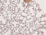 Phospho-GCN2 (Thr899) Antibody in Immunohistochemistry (Paraffin) (IHC (P))