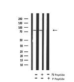 Phospho-IKK epsilon (Ser172) Antibody in Western Blot (WB)