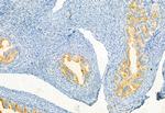 Phospho-JAK3 (Tyr981) Antibody in Immunohistochemistry (Paraffin) (IHC (P))