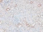 Phospho-MAP2K1/MAP2K2 (Ser212, Ser216) Antibody in Immunohistochemistry (Paraffin) (IHC (P))