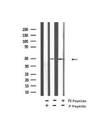 Phospho-MAP2K1/MAP2K2 (Ser212, Ser216) Antibody in Western Blot (WB)