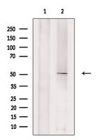 Phospho-MEK5 (Thr315) Antibody in Western Blot (WB)