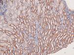 Phospho-MEK5 (Thr315) Antibody in Immunohistochemistry (Paraffin) (IHC (P))