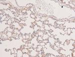 Phospho-MEK5 (Thr315) Antibody in Immunohistochemistry (Paraffin) (IHC (P))