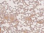 Phospho-MEK5 (Ser311) Antibody in Immunohistochemistry (Paraffin) (IHC (P))