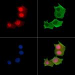 Phospho-MKNK2 (Thr249) Antibody in Immunocytochemistry (ICC/IF)