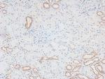 Phospho-MKNK2 (Thr249) Antibody in Immunohistochemistry (Paraffin) (IHC (P))