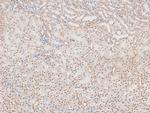 Phospho-MKNK2 (Thr249) Antibody in Immunohistochemistry (Paraffin) (IHC (P))