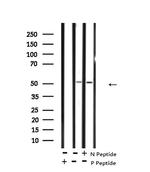 Phospho-MKNK2 (Thr249) Antibody in Western Blot (WB)