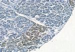 Phospho-p38 MAPK gamma/delta (Tyr185, Tyr182) Antibody in Immunohistochemistry (Paraffin) (IHC (P))