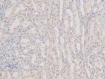 Phospho-p38 MAPK gamma/delta (Tyr185, Tyr182) Antibody in Immunohistochemistry (Paraffin) (IHC (P))