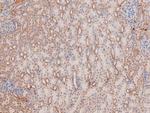 Phospho-p38 MAPK gamma/delta (Tyr185, Tyr182) Antibody in Immunohistochemistry (Paraffin) (IHC (P))