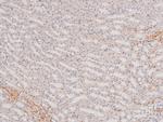 Phospho-p38 MAPK gamma/delta (Tyr185, Tyr182) Antibody in Immunohistochemistry (Paraffin) (IHC (P))