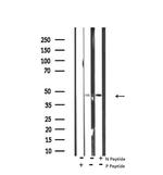 Phospho-p38 MAPK gamma/delta (Tyr185, Tyr182) Antibody in Western Blot (WB)