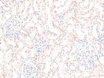 Phospho-RSK3 (Thr356) Antibody in Immunohistochemistry (Paraffin) (IHC (P))