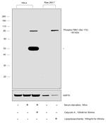 Phospho-TBK1 (Ser172) Antibody in Western Blot (WB)