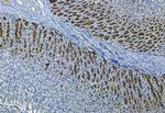 Phospho-FRS2 (Tyr196) Antibody in Immunohistochemistry (Paraffin) (IHC (P))