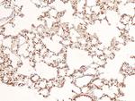 Phospho-BRCA1 (Ser1387) Antibody in Immunohistochemistry (Paraffin) (IHC (P))