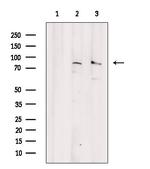 Phospho-eIF2b epsilon (Ser540) Antibody in Western Blot (WB)